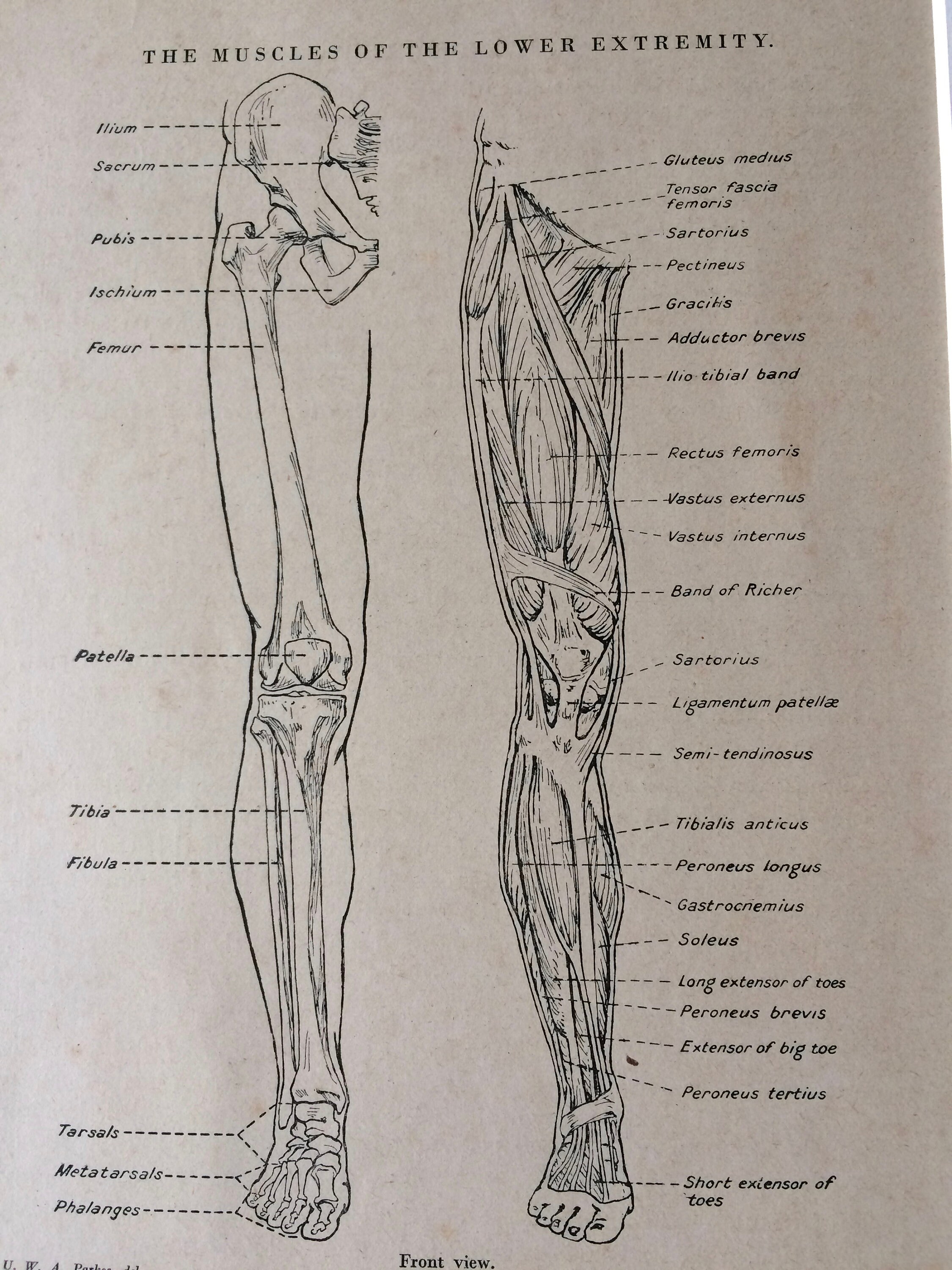 1949 Original Vintage Anatomical Print - Leg Muscles - Anatomy