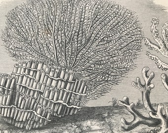 1863 Coral Original Antique Print - Fish - Ocean Wildlife - Marine Decor - Mounted and Matted - Available Framed