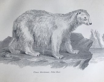 1891 Polar Bear Original Antique Print - Mammal - Wildlife Decor - Available Mounted, Matted and Framed