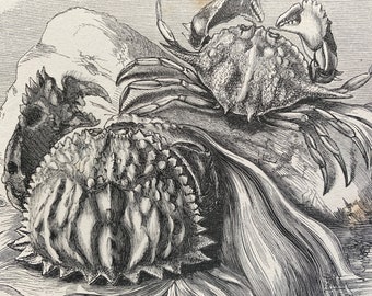 1863 Crested Crab and Armed Crab Original Antique Print - Crustacean - Ocean Wildlife - Mounted and Matted - Available Framed