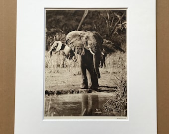 1940s African Elephant Original Vintage Print - Wildlife - Natural History - Mounted and Matted - Available Framed