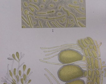 1906 Original Antique Lithograph - Fucus Vesiculosus Bladderwrack Seaweed - Botany - Botanical Science - Scientific Decor - Microscope