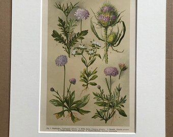 1911 Original Antique Botanical Lithograph - Mounted and Matted - Valerian Family of Flowers - Plant - Botany - Available Framed