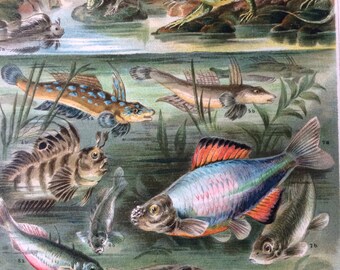 1895 Fishes and Lizards Original Antique Lithograph - Mounted and Matted - River Scene - Wildlife - Vintage Wall Decor