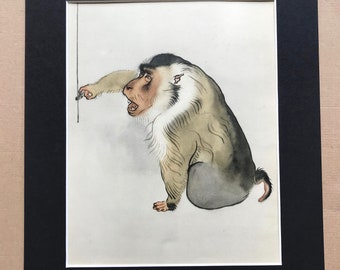 1937 Pigtail Monkey Original Vintage Print - Mounted and Matted - Available Framed - Monkey - Primate - Natural History