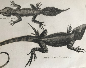 1802 Broad-Tailed Lizard and Muricated Lizard Original Antique Engraving - Natural History - Zoological Art - Reptile