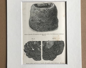 1858 Original Antique Engraving - Trunk, Buds of Cycadites Microphyllus, Isle of Portland, Dorset - Palaeontology - Fossil - Geology