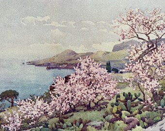 1909 Madeira - Almond Blossom Original Antique Print - Botanical Art - Flower - Garden - Mounted and Matted - Available Framed