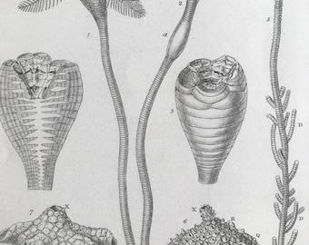 1858 Original Antique Engraving - Apiocrinites and Actinocrinites - Geology - Fossil - Palaeontology