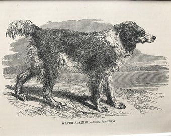 1896 Water Spaniel Original Antique Print - Dog - Canine Decor - Natural History - Mounted and Matted - Available Framed