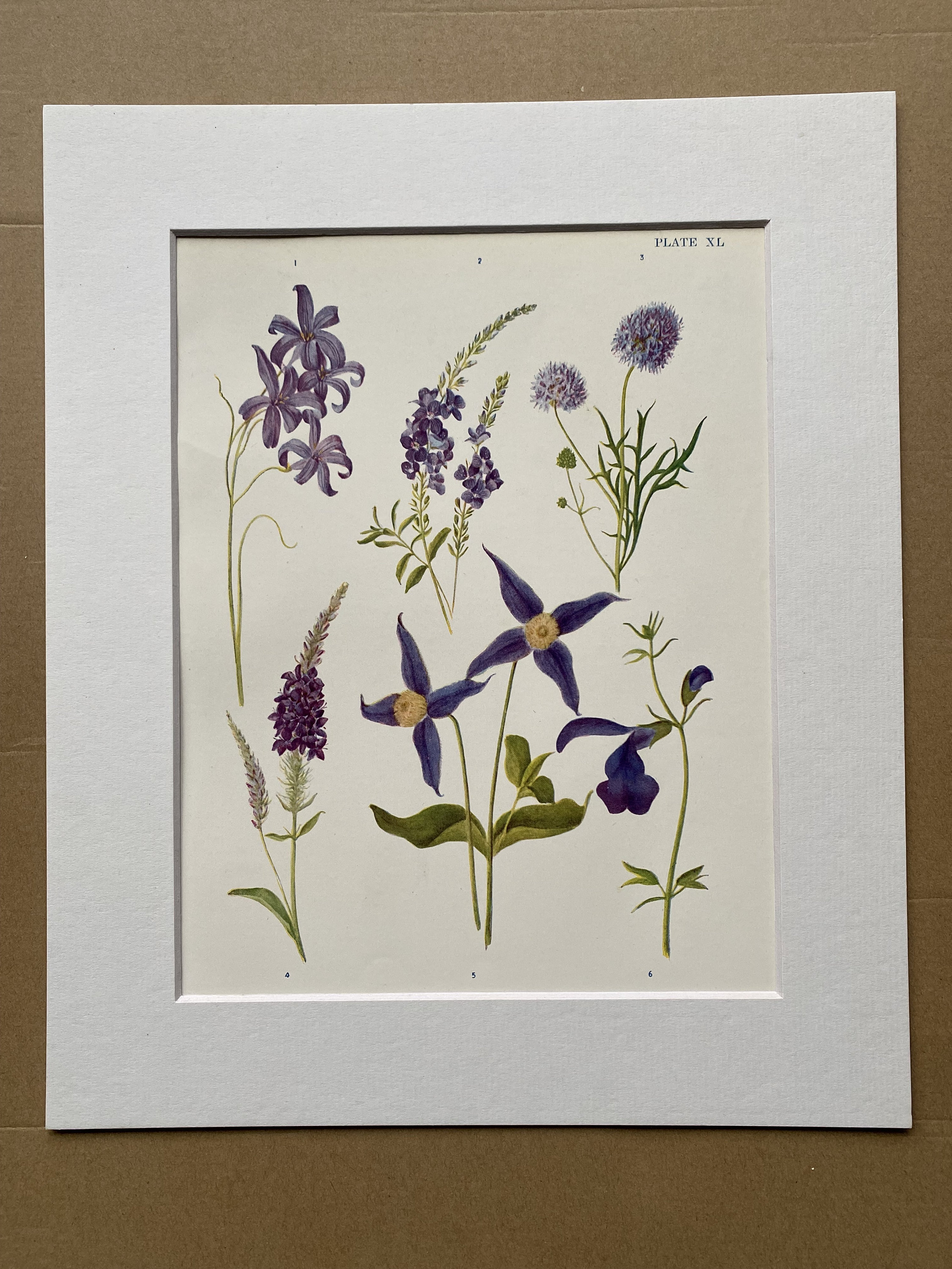 1924 Original Vintage Botanical Print Speedwell, Sage Garden Horticulture Mounted and