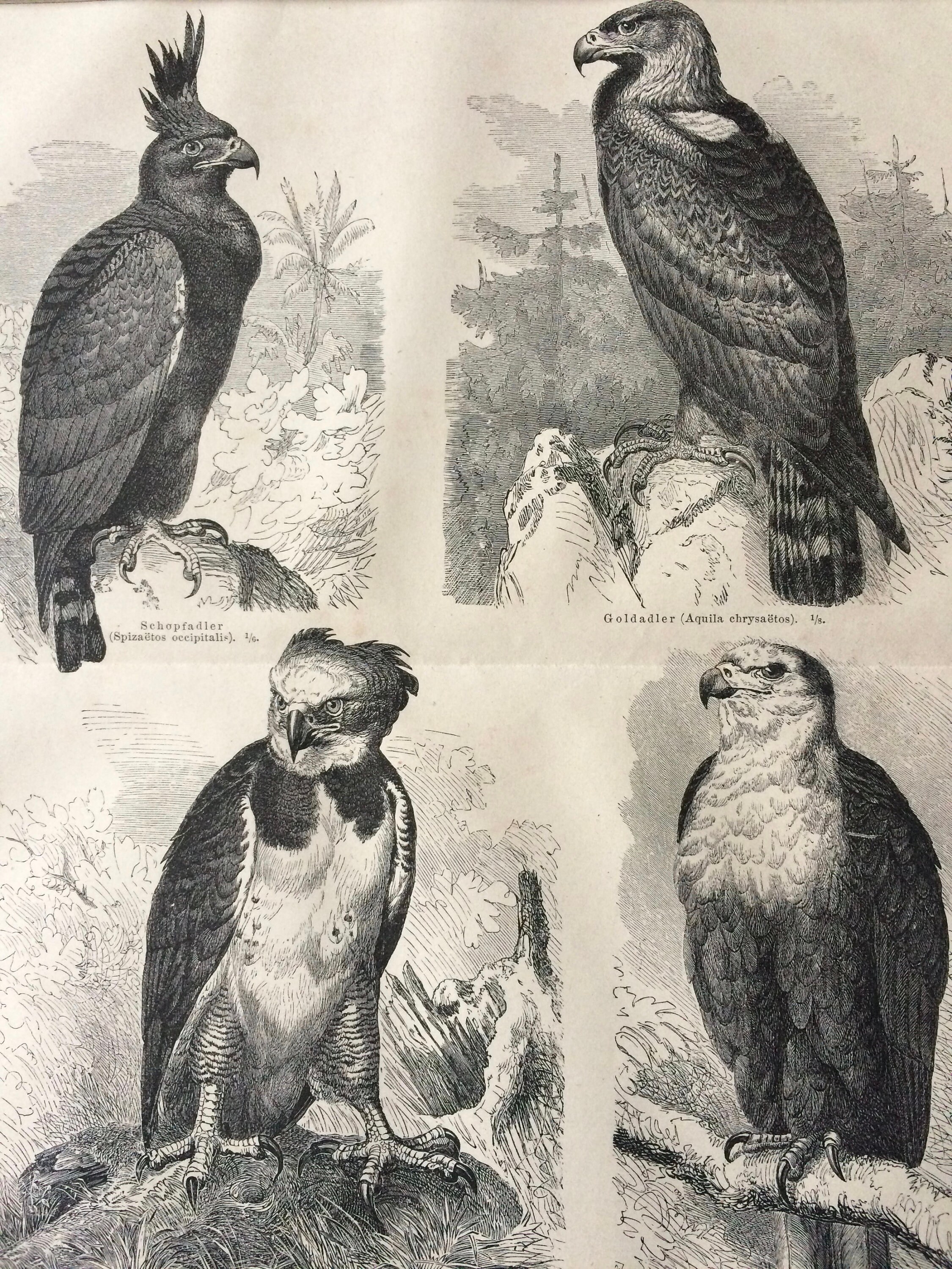 1874 Eagles Large Original Antique print Available Mounted and Matted Harpy, Golden Eagle