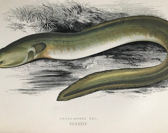 1877 Sharp-Nosed Eel Original Antique Print - Fish - Fishing - Marine Decor - Mounted and Matted - Available Framed