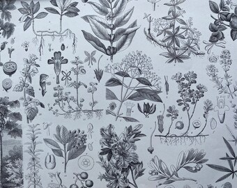1869 Botany Large Original Antique Illustration - Coffee, Azalea, Rosemary, Thyme, Papaya - Botanical Art - Mounted and Matted
