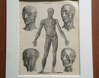 1875 Original Antique Matted Engraving - Anatomy - Muscles of Human Body - Medical Decor - Matted & Available Framed