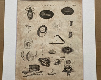 1806 Physiology Original Antique Engraving - Science - Anatomy - Encyclopaedia - Mounted and Matted - Available Framed