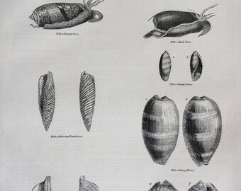 1856 Large Original Antique Sea Shell Engraving - Shellfish - Conchology - Marine Wildlife - Wall Decor - Home Decor - Marine Decor