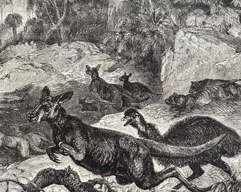 1880 A Scene in the Tasmanian Bush (Kangaroos, Emu and Tiger Wolves) Original Antique Print - Mounted and Matted - Available Framed