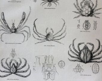 1856 Large Original Antique Engraving - Crustacean, Crab, Lobster, Shrimp, Shellfish, Marine Wildlife - Wall Decor