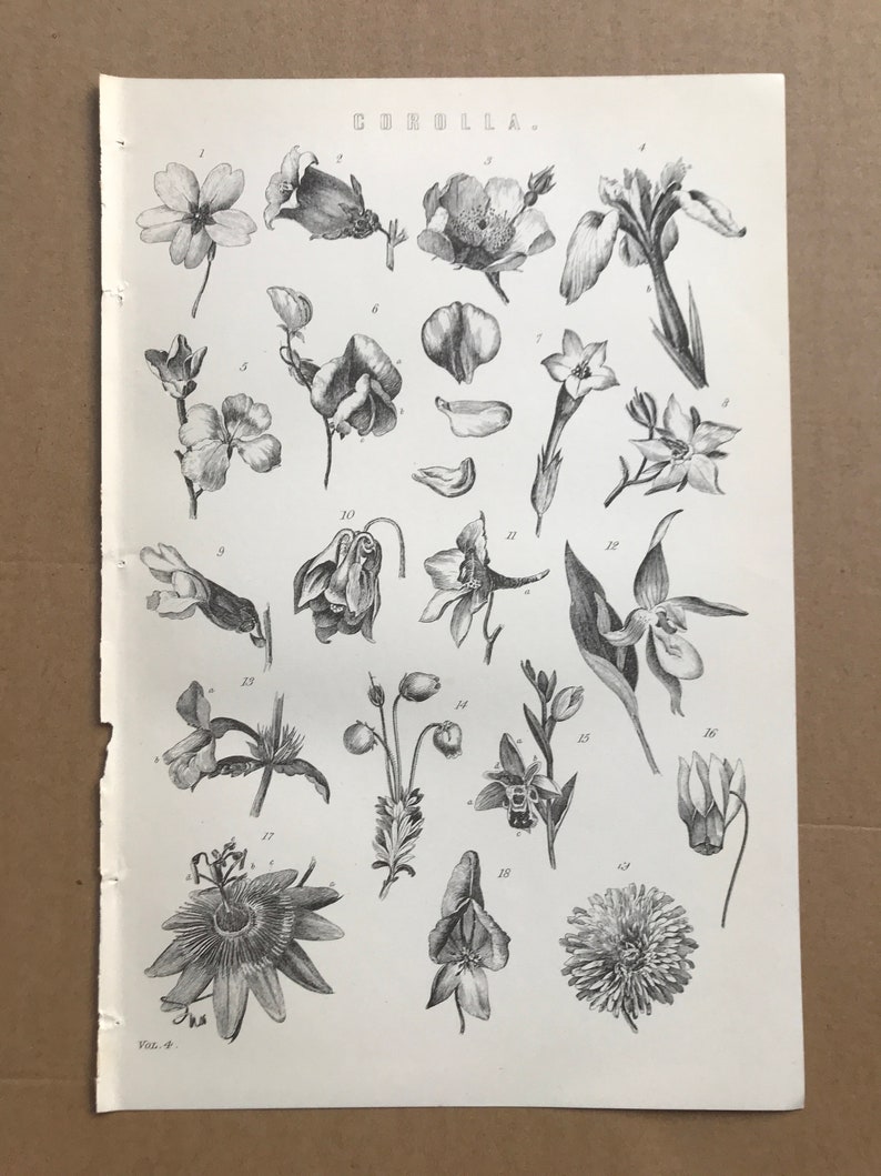 1891 Corolla Original Antique Print Fleur Pétale Décor botanique Botanique Disponible Encadré image 3