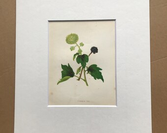 1852 Original Antique Hand-Coloured Anne Pratt Botanical Illustration - Common Ivy - Botany - Garden - Available Framed