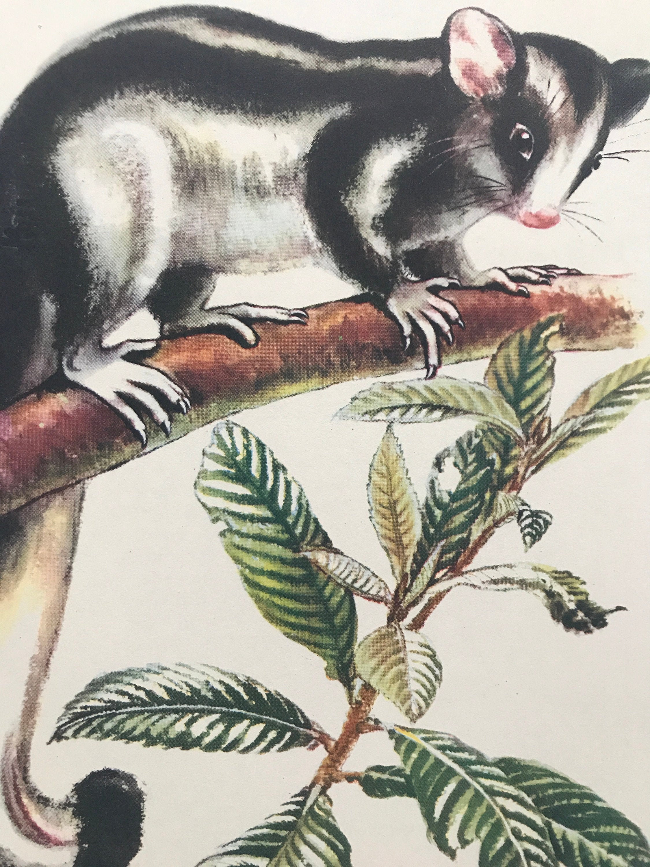 1956 Striped Possum Original Vintage Illustration Australia Wildlife Decor Mounted And Matted Available Framed