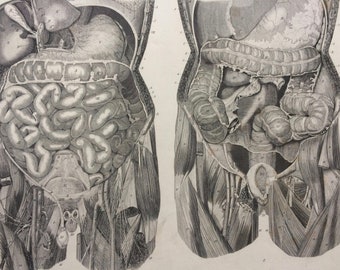 1869 Abdomen Large Original Antique Engraved Illustration - Anatomical Print - Anatomy - Medical Decor - Science - Mounted and Matted