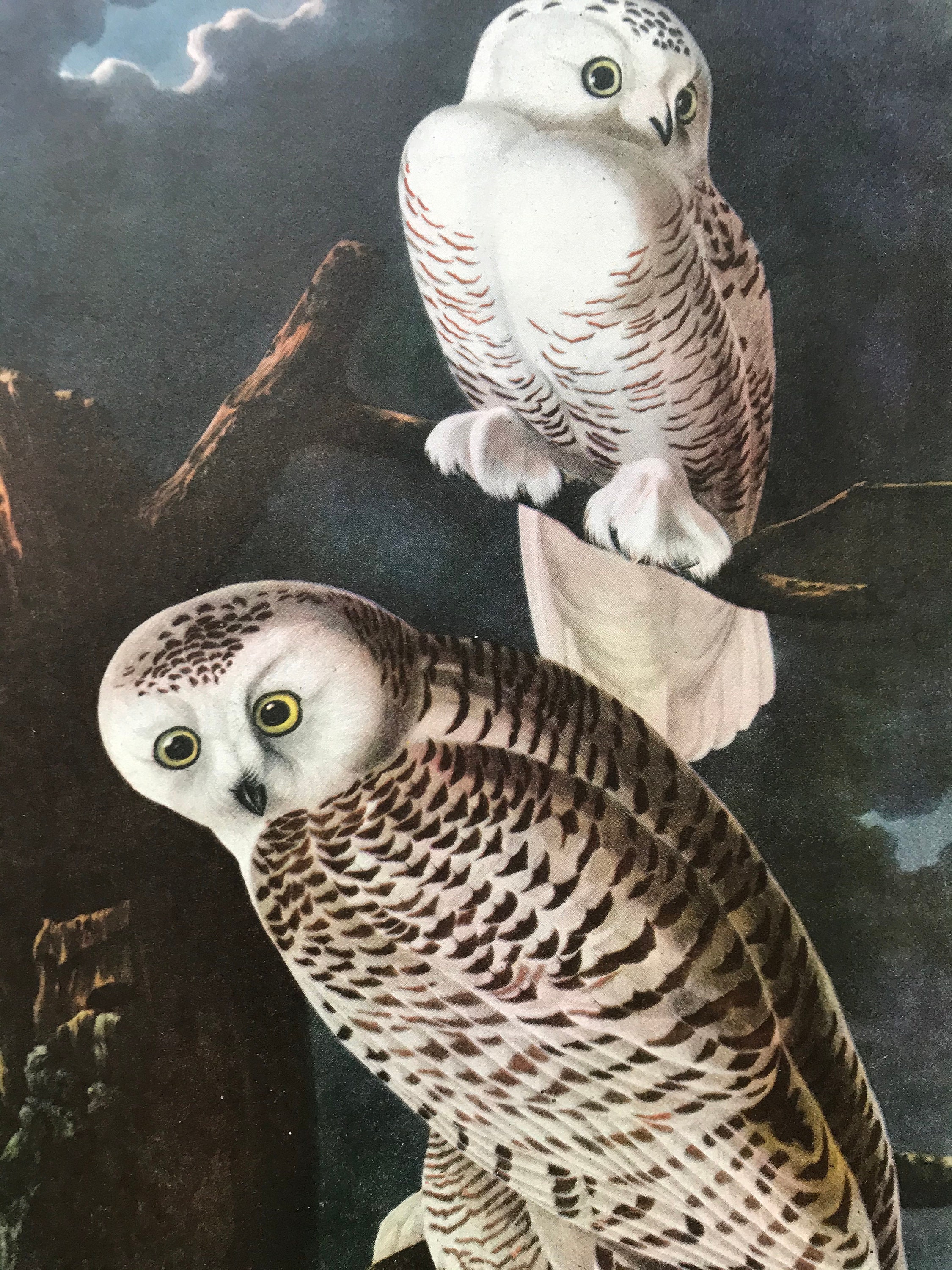1937 Snowy Owl Original Vintage Audubon Print - Mounted and Matted ...