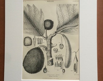 1875 Breadfruit Tree Original Antique Matted Engraving - Botanical Decor - Botany - Flower - Vintage Wall Decor - Matted & Available Framed