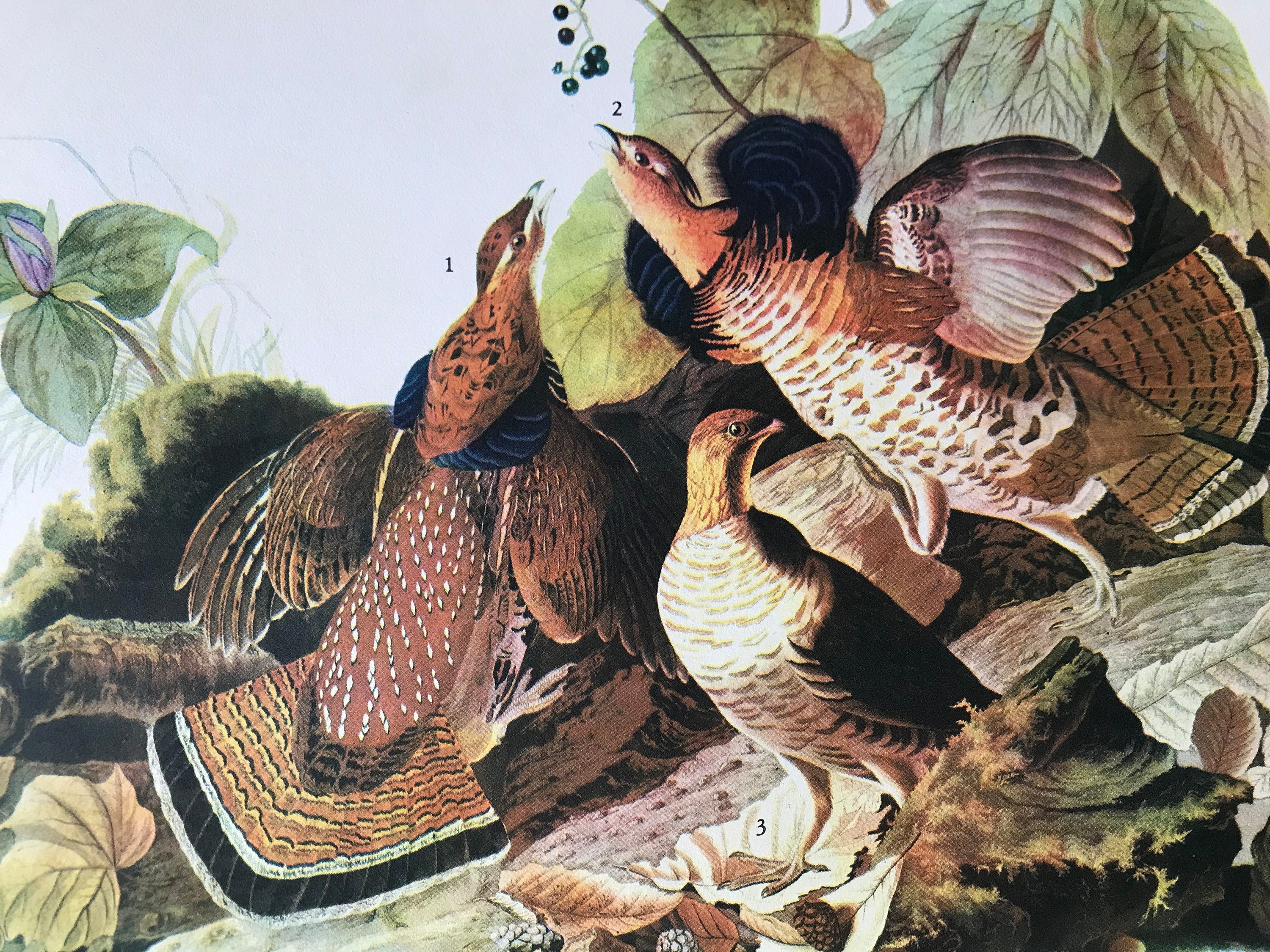 1937 Ruffed Grouse Original Vintage Audubon Print Mounted Etsy