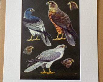 1968 Pied Harrier, Western Marsh Harrier, Hen Harrier Original Vintage Print - Ornithology - Mounted and Matted - Available Framed
