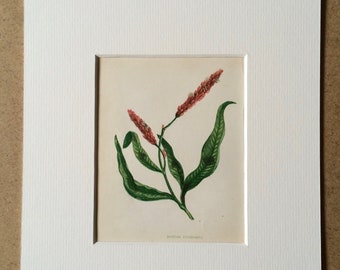 1852 Original Antique Hand-Coloured Anne Pratt Botanical Illustration - Spotted Persicaria - Flower - Botany - Garden - Available Framed