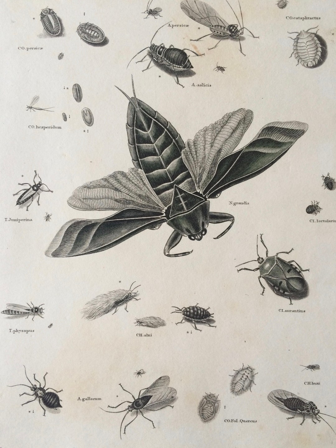 1819 Original Antique Engraving - Vintage Insect Art - Mantis - Bug ...
