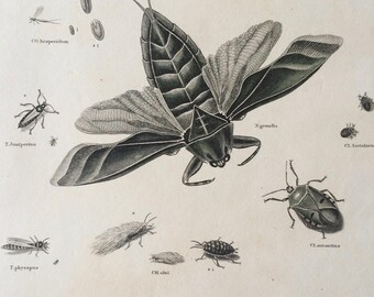 1819 Original Antique Engraving - Vintage Insect Art - Mantis - Bug - Hemiptera - Entomology - Available Matted and Framed