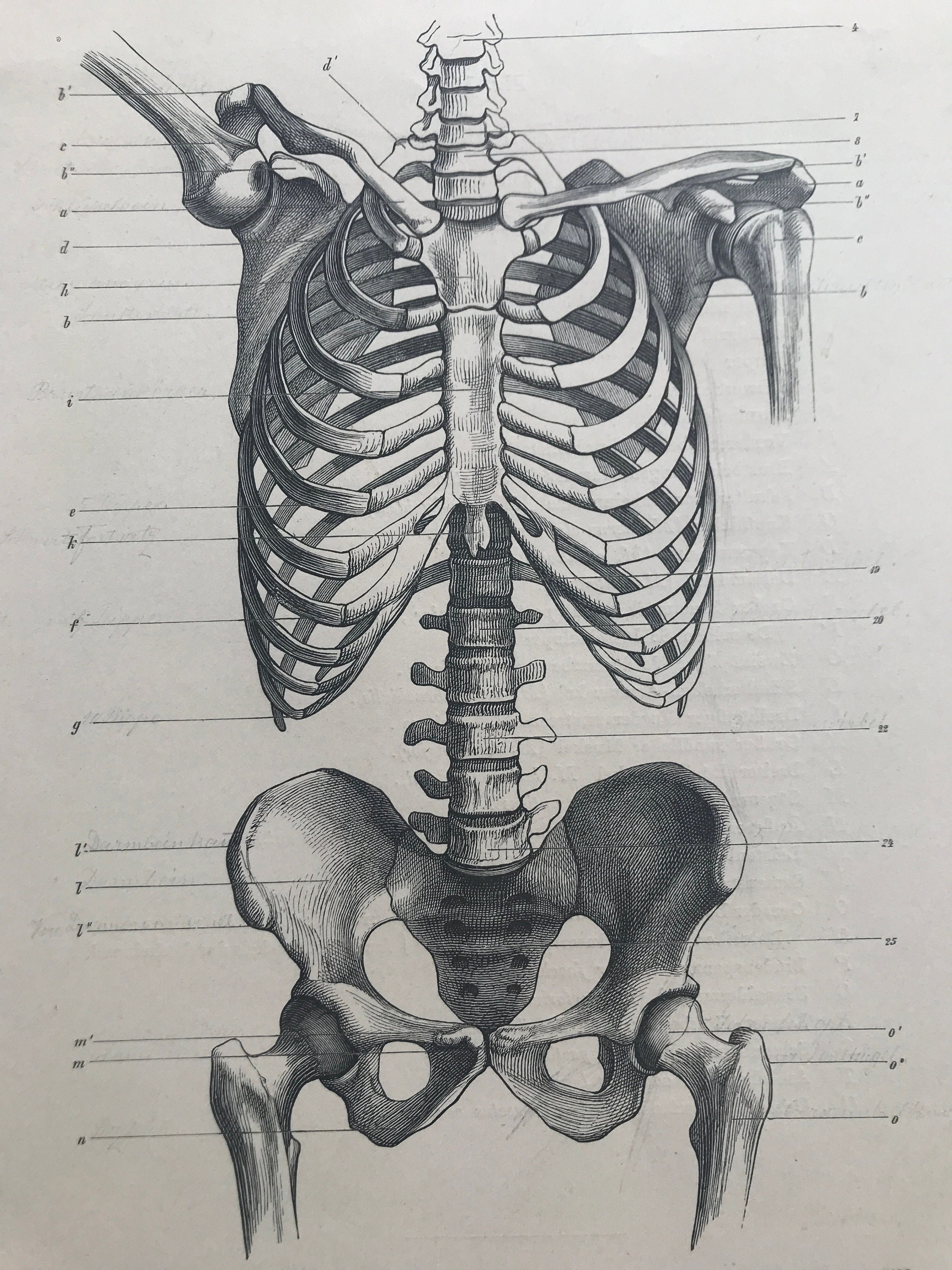 1890 Original Antique Anatomical Print Torso Skeleton Anatomy