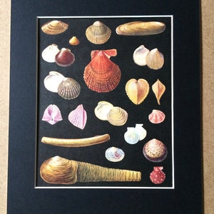 May include: A framed print showcasing a variety of seashells on a black backdrop. The shells are depicted in shades of brown, white, pink, and yellow. The print is mounted in white and framed in black.