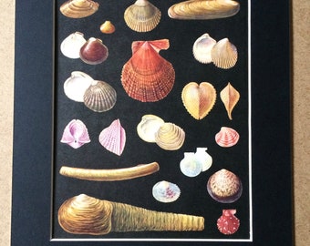 1968 Original Vintage Shell Print - Marine Decor - Available Framed - 14 x 11 inches - Marine Wildlife - Mollusc - Seashell