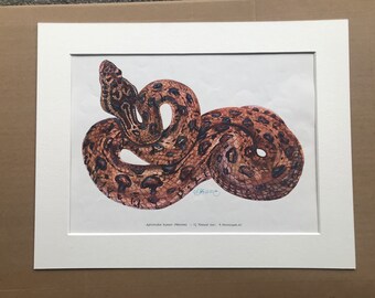 1955 Hump Nosed Pit Viper Original Vintage Snake Print - Herpetology - Reptile - Mounted and Matted - Available Framed