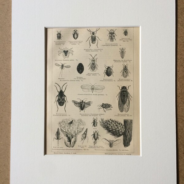 Insect Engraving - Etsy