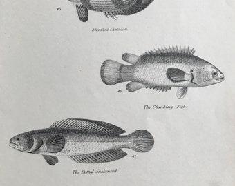 1862 Original Antique Engraving - Available Mounted, Matted and Framed - Streaked Chetodon, Climbing Fish, Dotted Snakehead, Grey Mullet