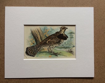 1896 Ruffed Grouse Original Antique Chromolithograph - Bird - Ornithology - Mounted and Matted - Available Framed
