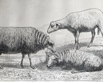 c.1860 Original Antique Print - Sheep of Central and Western France Berrichome du Crevant and Larzac - Mounted and Matted - Available Framed