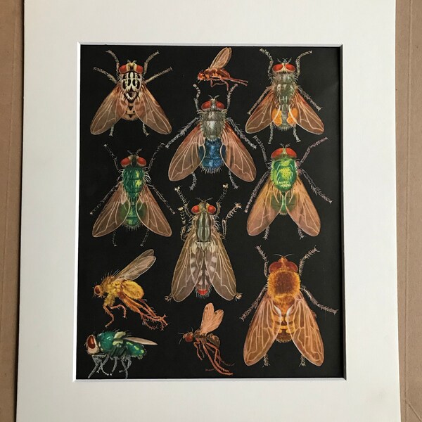 1968 Original Vintage Colourful Fly Print - Insect Art - Available Framed - 14 x 11 inches - Entomology - Retro Wall Decor