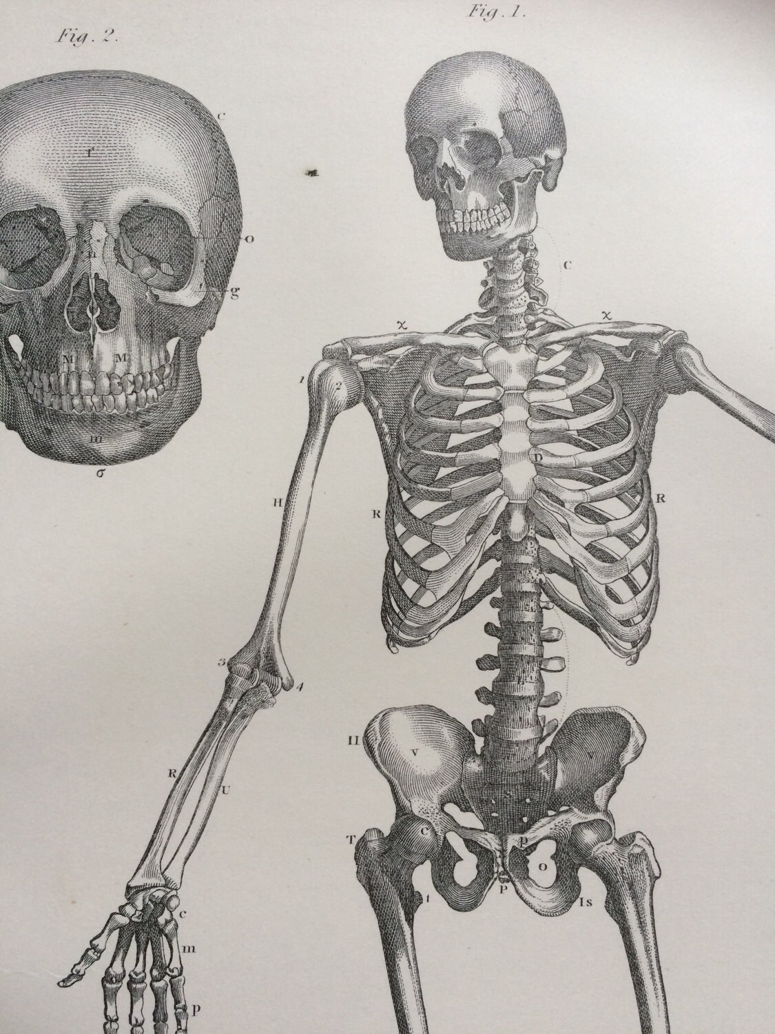 anatomical skeleton drawing