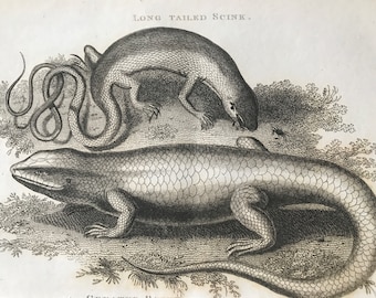 1802 Long-Tailed and Greater Scink Original Antique Engraving - Skink - Natural History - Zoology - Reptile - Available Matted and Framed