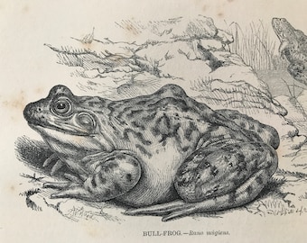 1863 Bullfrog Original Antique Print - Amphibian - Natural History - Mounted and Matted - Available Framed