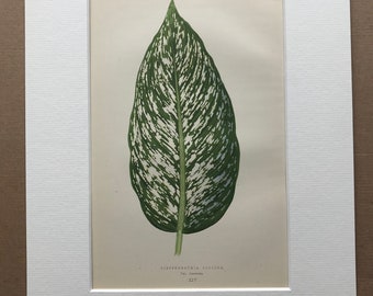 1872 Original Antique Hand Coloured Botanical Illustration - Botany - Beautiful Leaved Plant - Dieffenbachia - Available Matted & Framed
