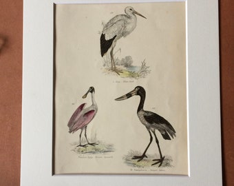 1862 White Stork, Roseate Spoonbill, Jabaru Original Antique Hand Coloured Engraving - Available Mounted, Matted and Framed - Ornithology