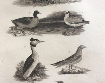 1822 Original Antique Matted Bird Engraving - Ruff, Water Hen, Coot, Phalarope, Grebe, Tern, Gull - Sea Birds - Ornithology - Framed Decor