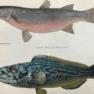 1904 Grey Mullet & Striped Wrasse Original Antique Matted Lithograph - Fishing - Angling - Saltwater Fish - Wall Decor - Available Framed